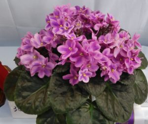 赤紫にピンクの縁取りが入った花が咲く