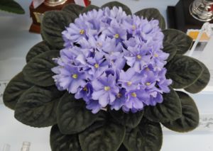 薄紫色の花が沢山咲く