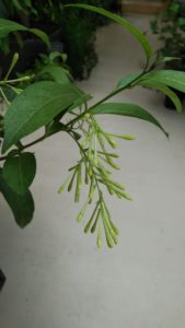 緑色の細長い花が沢山付く