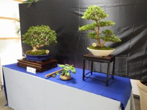 さつき秋季展とセンターだより
