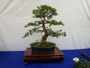 大きなさつき盆栽