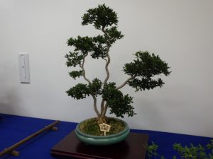 三本に枝分かれしているさつき盆栽