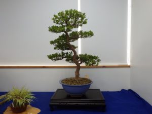 大きなさつき盆栽