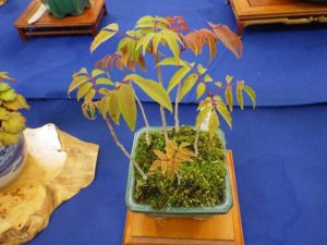 紅葉したハゼノキの盆栽