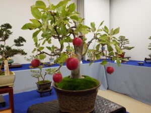 赤い実がついたヒメリンゴの盆栽