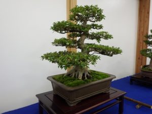 大きなさつき盆栽