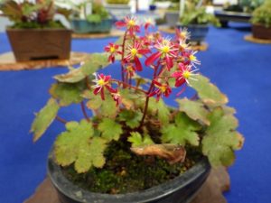 赤い花が咲いたダイモンジソウ