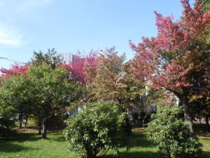 まだ緑色が濃い西洋シャクナゲと梅の木の向こうに真っ赤になった桜が見える