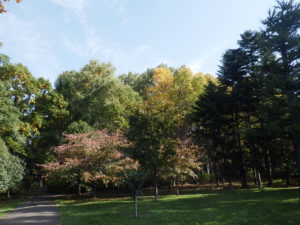 赤くなり始めた桜の向こうに黄色くなったカツラと黄緑色になってきたシラカバが見える