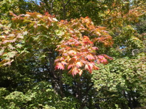 赤く色づいたハウチワカエデの枝先