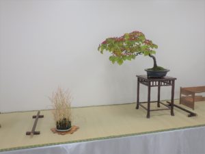 赤い実がたくさんついた大きな盆栽と薄茶色に色が変化したイネ科の植物