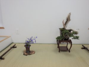 右の松柏の盆栽は幹に枯れともいえる神が入りつつも一度上方向へ伸び、急に下向きに変り、その先に葉のある枝がついている左には岩シャジンの鉢