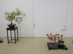 ロウヤガキの盆栽と紅葉している盆栽と赤い小さな実のついた極小盆栽