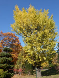 センターだよりと紅葉と・・・