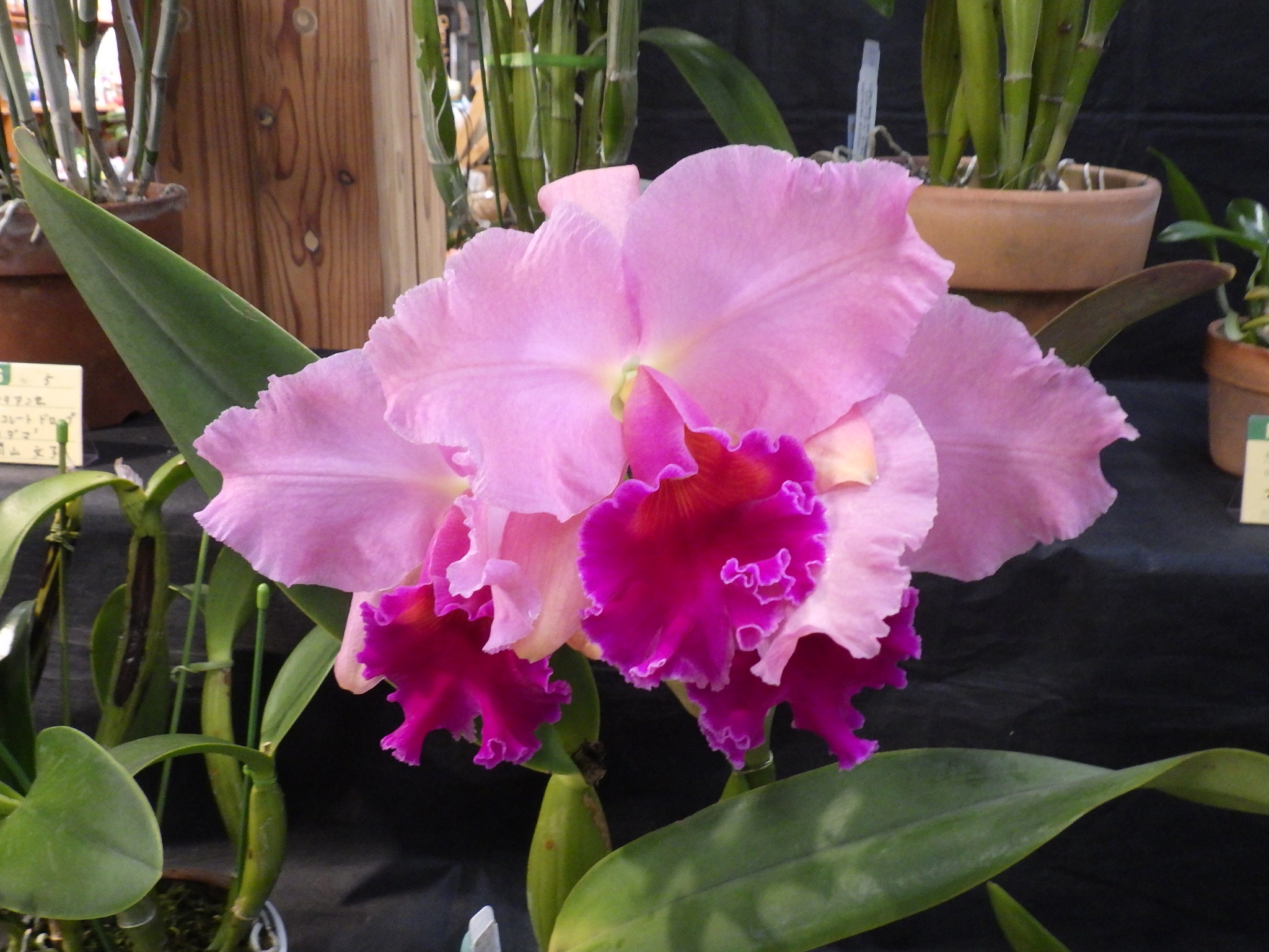 絢爛豪華「洋ラン展」開催！ | 豊平公園 - 札幌市公園緑化協会