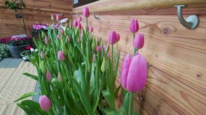 12/23 センター内 開花情報