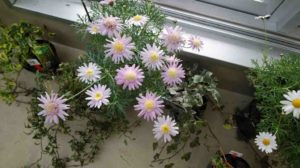 ピンクの花が株全体に咲く