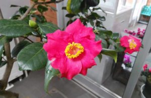 真っ赤な花びらの黄色いしべが印象的な花