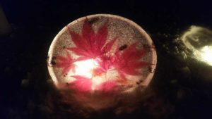 氷の板の中にモミジが躍る