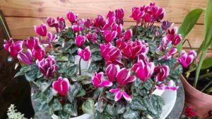 赤に白い縁取りの花が咲く