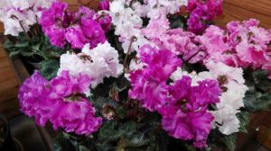 花びらのフチにフリルが付いた花