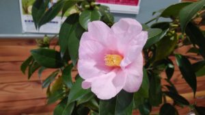 薄ピンクの花びらに黄色の蕊の花が咲く