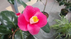 赤の花びらに黄色い蕊の花が咲く