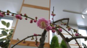 ピンクの花びらから白い蕊が飛び出して咲く
