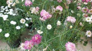 ピンクや白の花が咲く