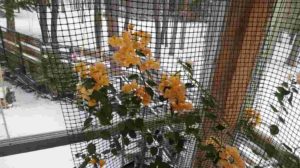 黄色い花が枝先にまとまって咲く