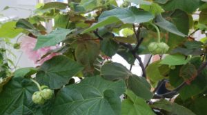 たくさんの蕾が垂れ下がる