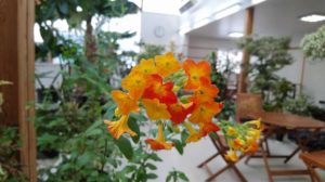 黄色とオレンジが入り混じって咲く