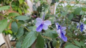 薄紫がかった青い蝶々のような花が咲く