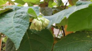 ぶら下がった蕾がうっすらピンク色に色付く