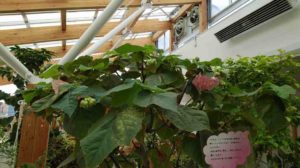 株全体に蕾がたくさんぶら下がる