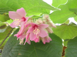 ドンベヤ開花、椿の花