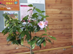 センターの正面玄関にある椿の様子