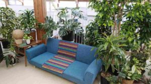 周りに植物が配置されたソファー