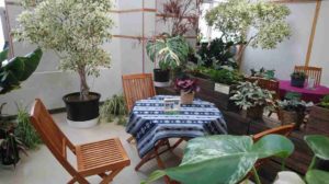 植物に囲まれたカフェスペース