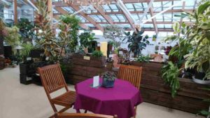 植物に囲まれたカフェスペース