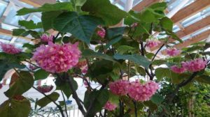 ピンクの花が沢山ぶら下がる様子