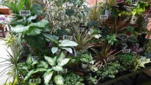 売店に並ぶカラフルな葉の植物