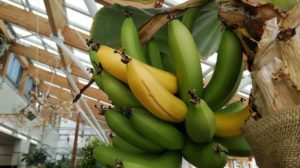 黄色く熟して皮に亀裂が入るバナナ