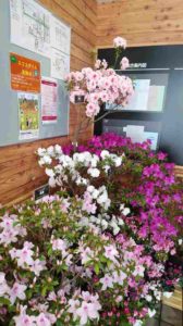 ピンクや紫の花が咲き誇る