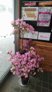 薄ピンクの花が咲き誇る