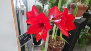 真っ赤な花が咲く