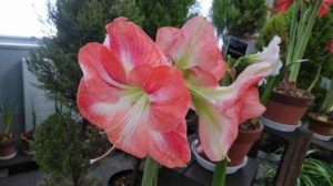 薄朱色に白い模様が入る花