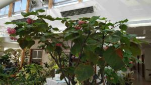 花がほとんど終わったドンベアの木