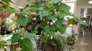 ピンクの玉状の花がぶら下がる