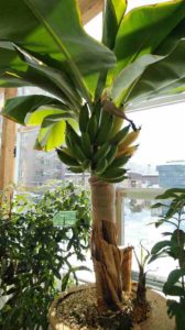 大きく実ったバナナが黄色く熟し始める